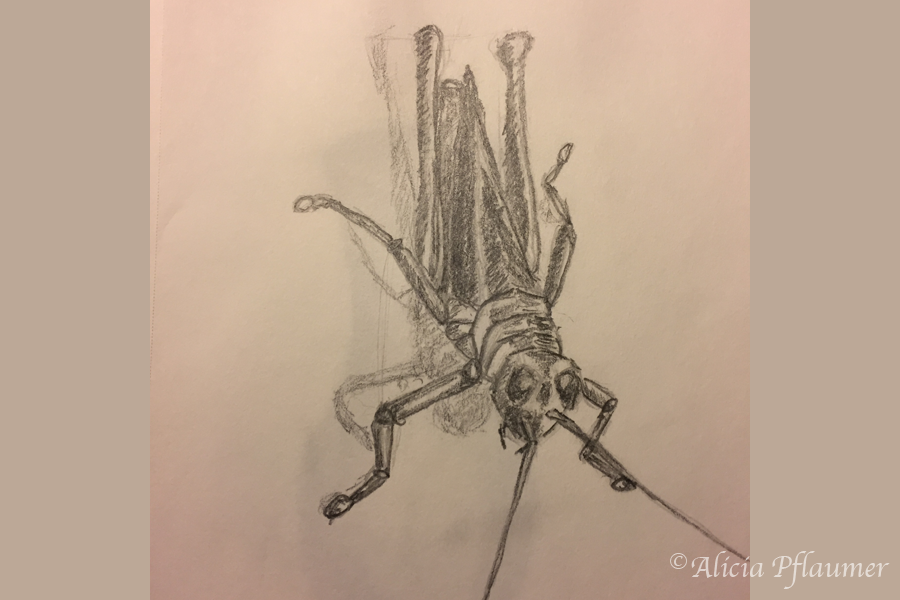 Grasshopper, medium: pencil