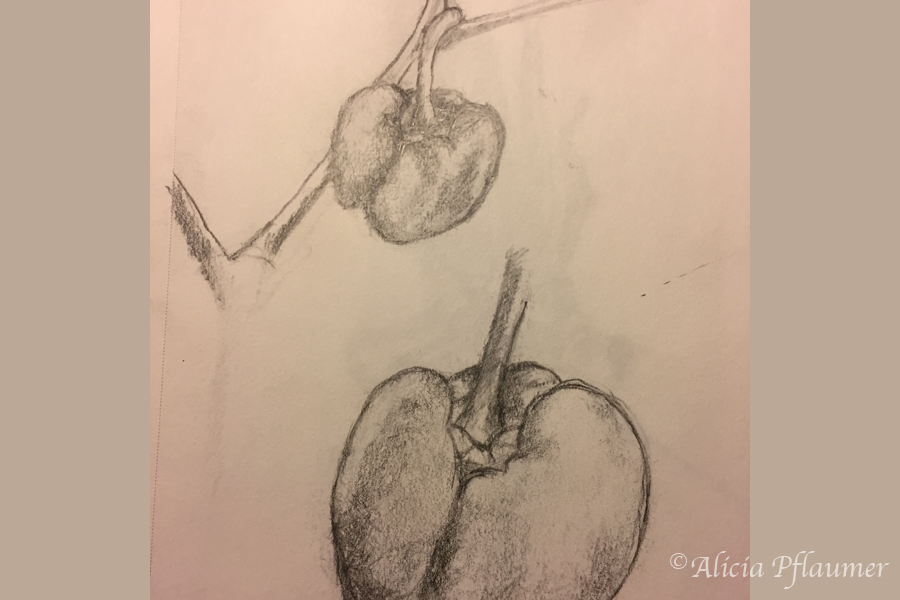 Pepper, medium: pencil