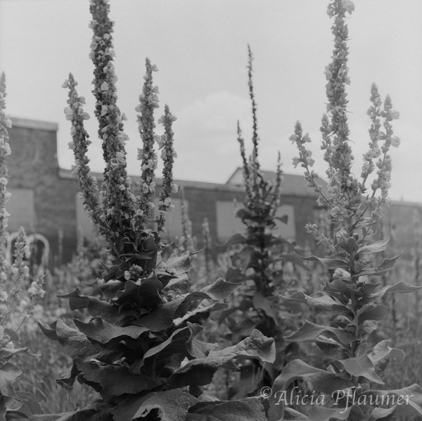 Field of Flowers